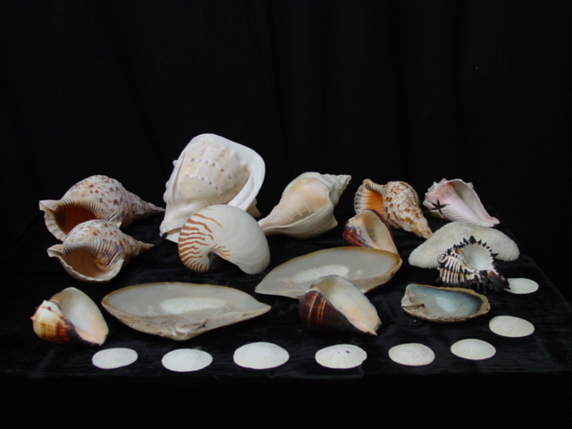 Sea shell collection