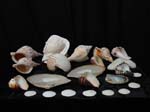 Sea shell collection