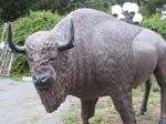 Life size Buffalo statue approx. 6'  x 9.5'