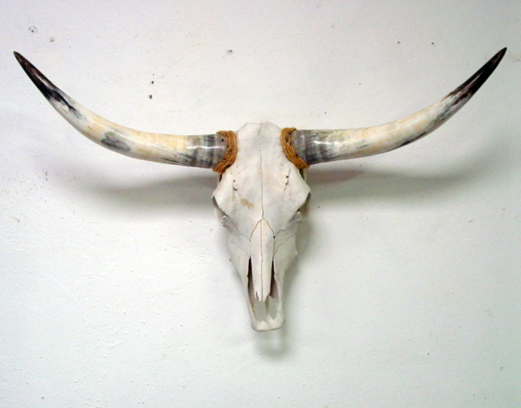 Long horn w skull wall mount