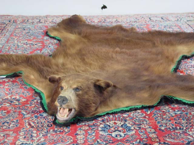 Bear Rug