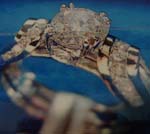 14kt Gold 1.58 ct Diamond Ring w .8ct tw diamonds